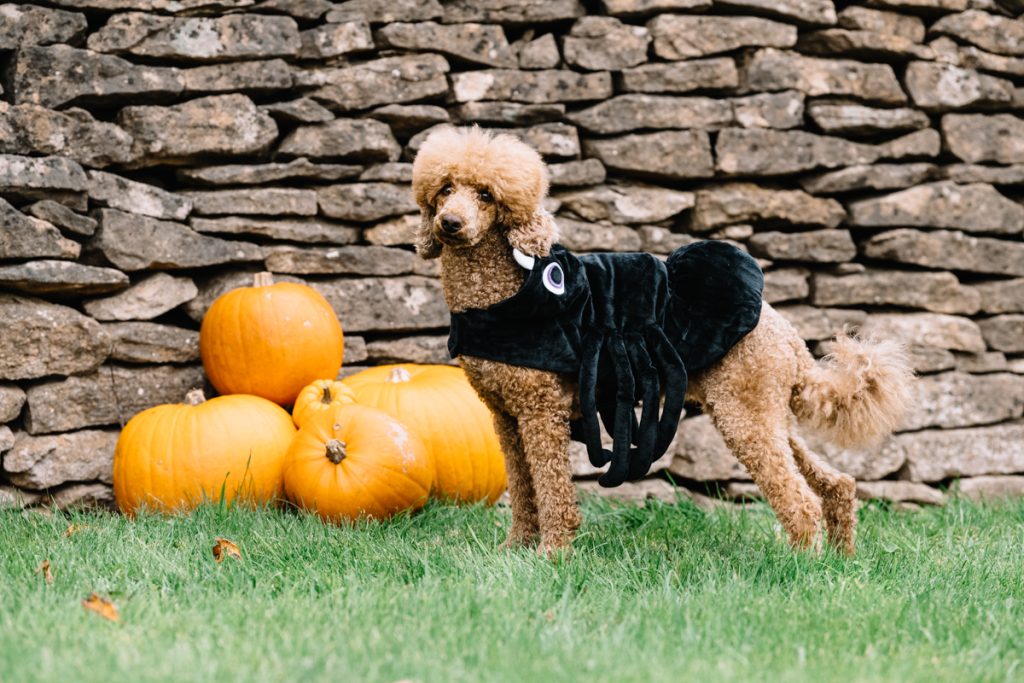 halloween themed canine portrait photoshoot